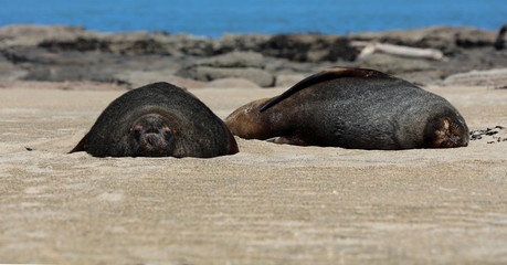 Robben am Strand in Neuseeland