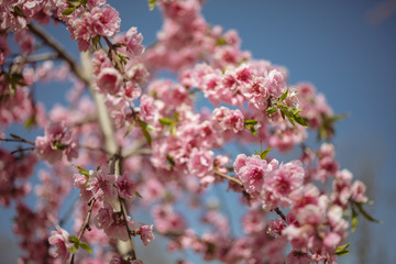 A branch of flowering peach in the garden