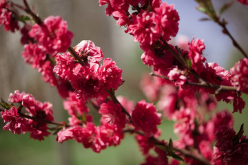 A branch of flowering peach in the garden