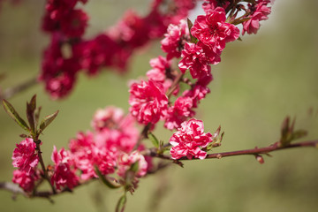 A branch of flowering peach in the garden