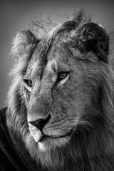 Mono close-up of male lion with catchlights © Nick Dale