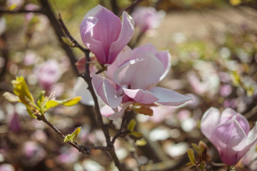  Blooming magnolia flower on the background of beautiful blur