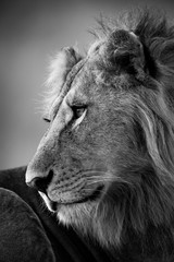 Mono close-up of male lion looking left