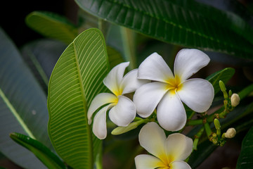 Obraz premium Plumeria frangipani Apocynaceae White flower green leaf