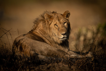 Male lion lies in grass eyeing camera