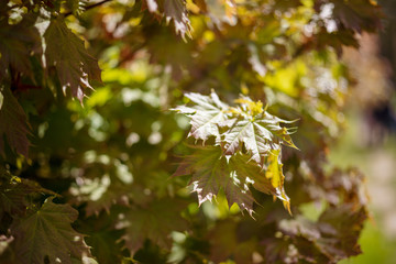 Young leaves of maple with a beautiful blur