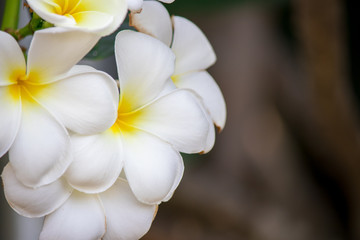 Obraz premium Plumeria frangipani Apocynaceae White flower green leaf