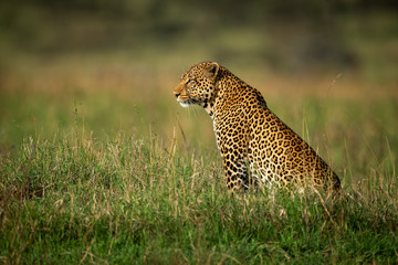 Male leopard sits in profile in grass