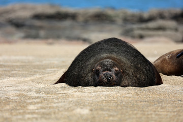 Robben am Strand in Neuseeland
