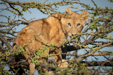 Lion cub stands watching camera in thornbush