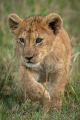 Obraz na płótnie Canvas Lion cub crosses long grass lifting paw