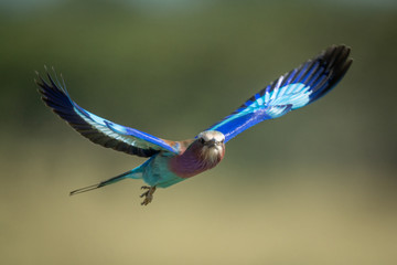 Lilac-breasted roller in flight with bokeh background