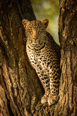 Leopard eyeing camera from fork of tree