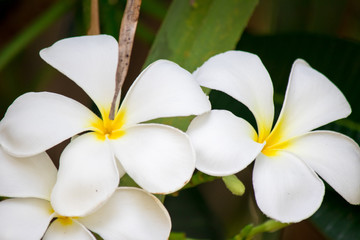 Obraz na płótnie Canvas Plumeria frangipani Apocynaceae White flower green leaf
