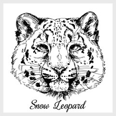 Hand drawn sketch style portrait of snow leopard isolated on white background. Vector illustration.