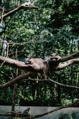 Amicalement non sauvage