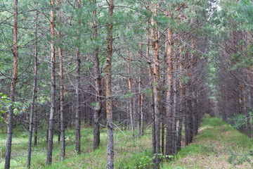 young Siberian pine forest planted in rows