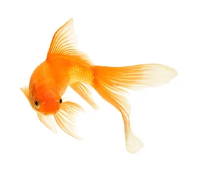 Fotobehang gold fish © lotus_studio