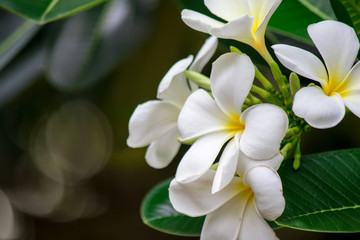 Plumeria frangipani Apocynaceae White flower green leaf