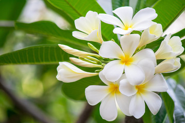 Fototapeta premium Plumeria frangipani Apocynaceae White flower green leaf