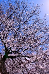 恩田川の桜