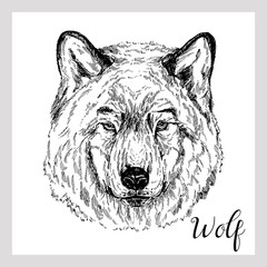 Hand drawn sketch style portrait of wolf isolated on white background. Vector illustration.