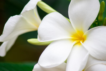 Plumeria frangipani Apocynaceae White flower green leaf