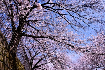 恩田川の桜