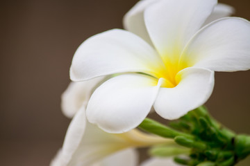 Fototapeta na wymiar Plumeria frangipani Apocynaceae White flower green leaf