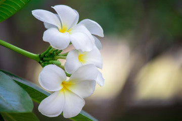 Obraz premium Plumeria frangipani Apocynaceae White flower green leaf