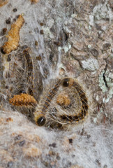 Larvae of Oak processionary on their communal nests of white silk