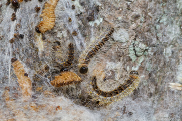 Larvae of Oak processionary on their communal nests of white silk