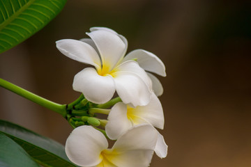 Plumeria frangipani Apocynaceae White flower green leaf
