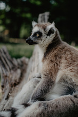 Amicalement non sauvage