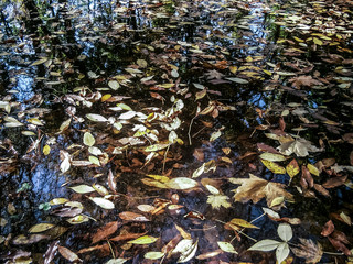 Lake.  Wilting nature. Trees are reflected in the water. Incredible beauty