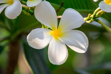 Plumeria frangipani Apocynaceae White flower green leaf