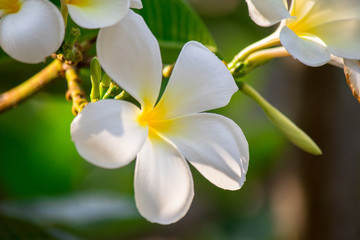 Plumeria frangipani Apocynaceae White flower green leaf