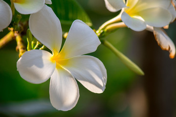 Fototapeta premium Plumeria frangipani Apocynaceae White flower green leaf
