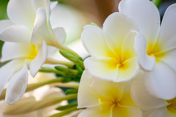 Plumeria frangipani Apocynaceae White flower green leaf