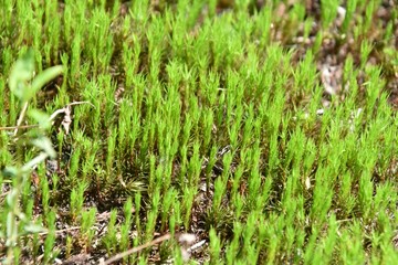 Sol couvert de mousse en forêt canadienne