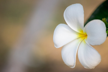 Fototapeta na wymiar Plumeria frangipani Apocynaceae White flower green leaf