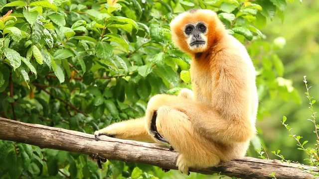 Gibbon sitting on tree  in Chiangmai Thailand
