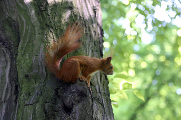 Squirrel on the tree close-up.
