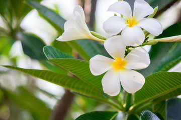 Plumeria frangipani Apocynaceae White flower green leaf