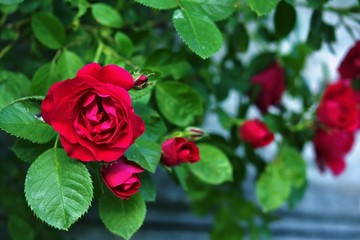 red roses on a stone wall background