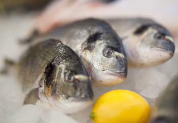 fresh fish and oysters in the restaurant.