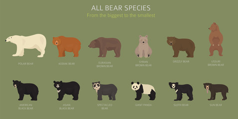 All world bear species in one set. Bears collection. Vector illustration