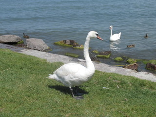 Curious Swan in Siofok, Hungary