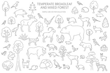 Temperate broadleaf forest and mixed forest biome. Terrestrial ecosystem world map. Animals, birds and plants set. Simple outline graphic design
