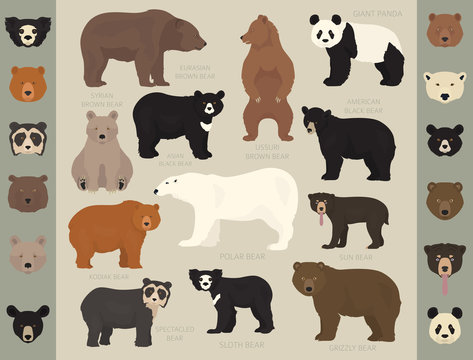 All World Bear Species In One Set. Bears Collection. Vector Illustration